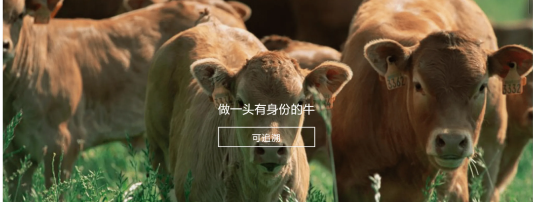 半岛在线注册参与制定《牛肉追溯技术规程》国家标准 助力牛肉产品“从产地到餐桌”追溯管理上行快车道